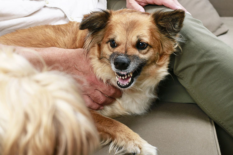 lawyers for dog bite attacks | One Law Group
